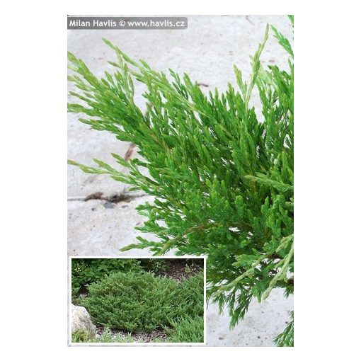 Juniperus horizontalis Andorra Compact - Henye boróka