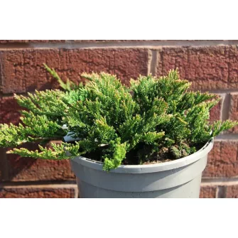 Boróka (Juniperus)