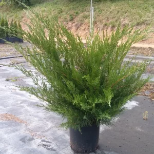 Juniperus media Mint Julep - Terülő boróka