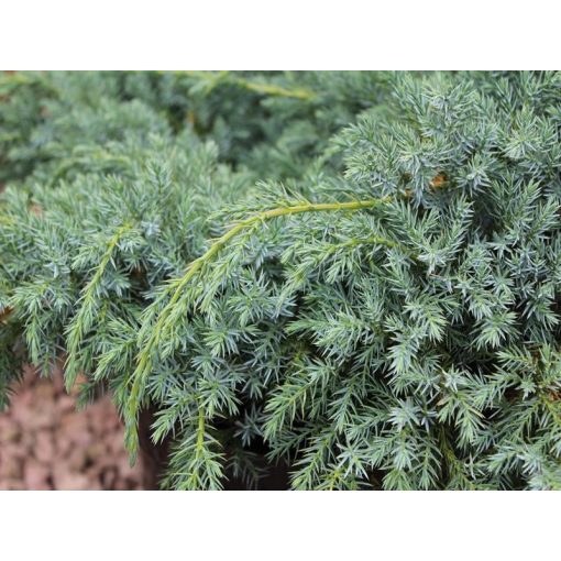 Juniperus squamata Blue Carpet - Törpe boróka