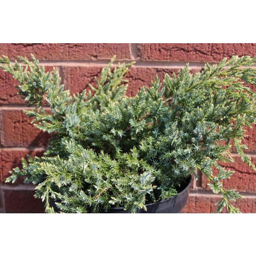 Juniperus squamata Holger - Törpe boróka