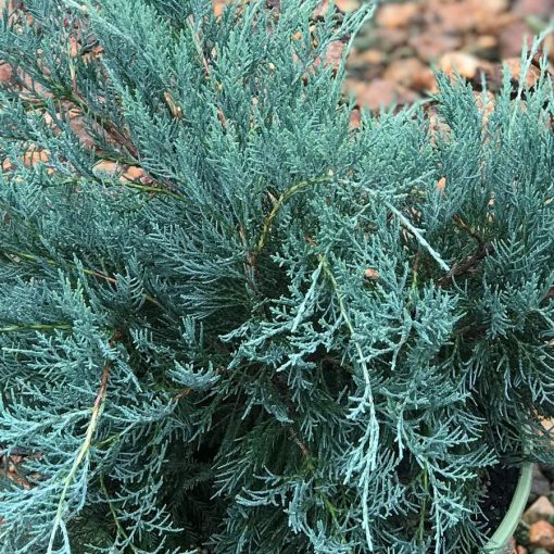 Juniperus virginiana Grey Owl - Virginiai boróka