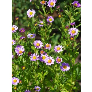 Kalimeris mongolica Antonia - Japán őszirózsa