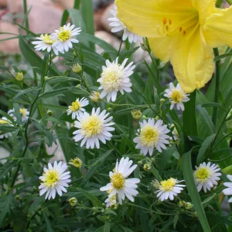 Kalimeris