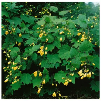 Juharcsengő (Kirengeshoma)