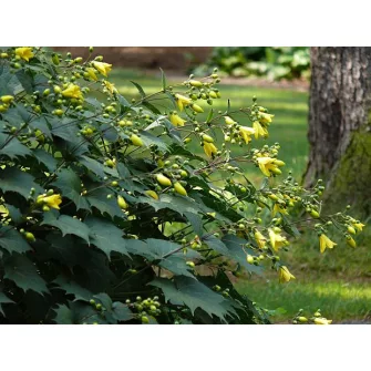Juharcsengő (Kirengeshoma)