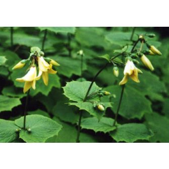 Juharcsengő (Kirengeshoma)