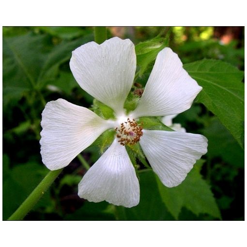 Kitaibelia vitifolia - Balkáni mályva