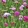 Knautia macedonica Melton Pastels - Macedón varfű