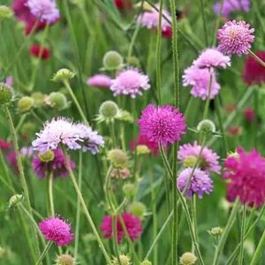 Knautia macedonica Melton Pastels - Macedón varfű