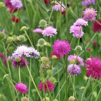 Varfű (Knautia)