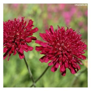 Knautia macedonica Red Knight - Macedón varfű