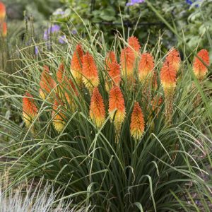 Kniphofia Backdraft - Fáklyaliliom