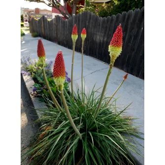 Fáklyaliliom (Kniphofia)
