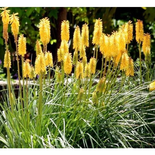 Kniphofia citrina - Fáklyaliliom