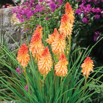 Fáklyaliliom (Kniphofia)