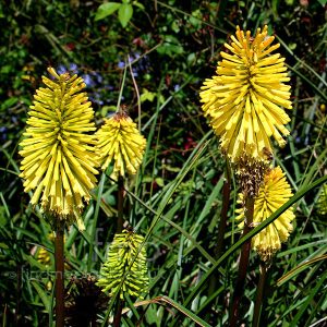 Kniphofia Dorset Sentry - Fáklyaliliom