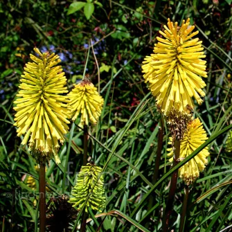 Fáklyaliliom (Kniphofia)
