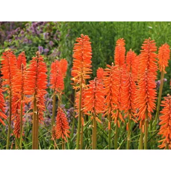 Fáklyaliliom (Kniphofia)