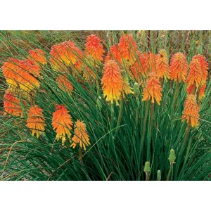 Kniphofia Ember Glow - Fáklyaliliom