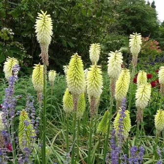 Fáklyaliliom (Kniphofia)