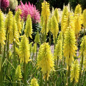 Kniphofia Lemon Popsicle - Fáklyaliliom