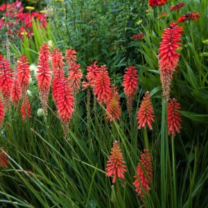 Kniphofia Nancy Red - Fáklyaliliom