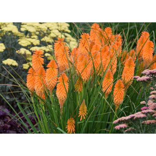 Kniphofia Orange Blaze - Fáklyaliliom