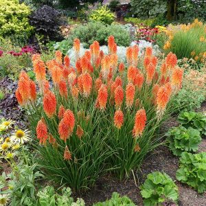 Kniphofia 'Poco Sunset' ® - Fáklyaliliom