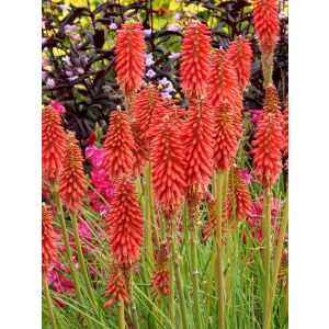 Kniphofia Redhot Popsicle - Fáklyaliliom