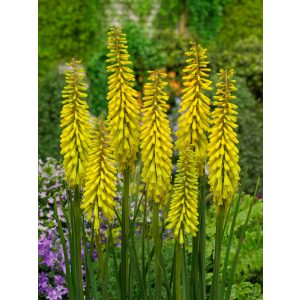 Kniphofia Sunningdale Yellow - Fáklyaliliom