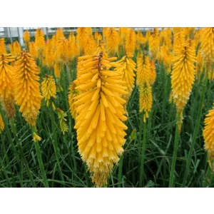 Kniphofia uvaria Echo Mango - Fáklyaliliom