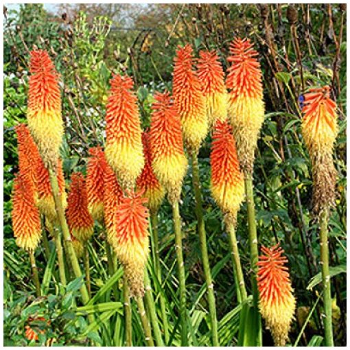 Kniphofia uvaria Royal Castle - Fáklyaliliom