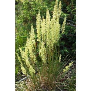 Koeleria macrantha - Fényperje