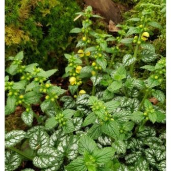 Sárgaárvacsalán (Lamiastrum)