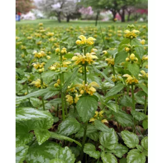 Sárgaárvacsalán (Lamiastrum)