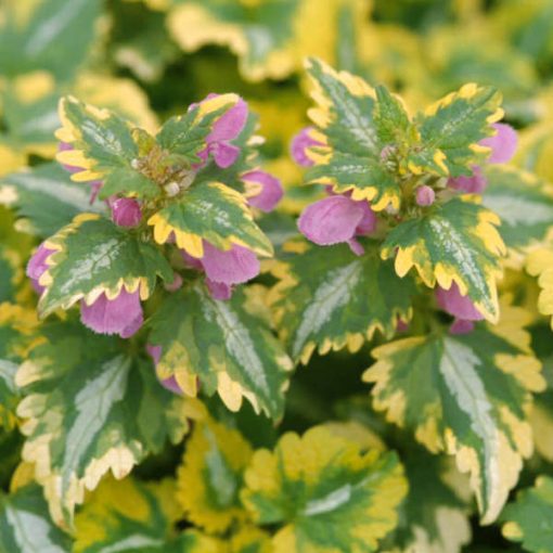 Lamium maculatum 'Anne Greenaway' - Foltos árvacsalán