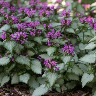 Foltos árvacsalán (Lamium)