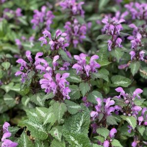 Lamium maculatum Chequers - Foltos árvacsalán