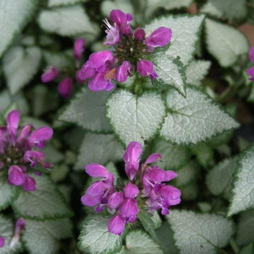 Lamium maculatum Purple Dragon - Foltos árvacsalán