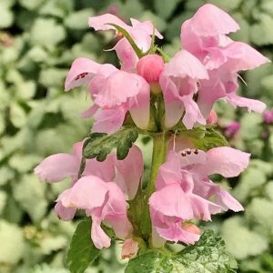 Lamium maculatum Shell Pink - Foltos árvacsalán