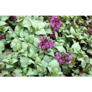 Lamium maculatum Sterling Silver - Foltos árvacsalán