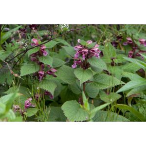 Lamium orvala - Pofók árvacsalán