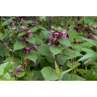 Foltos árvacsalán (Lamium)