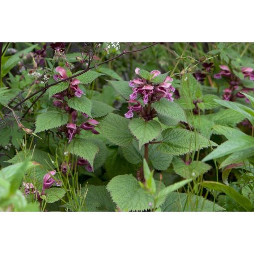 Lamium orvala - Pofók árvacsalán