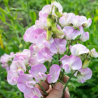 Lednek (Lathyrus)