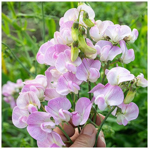 Lathyrus latifolius Pink Pearl - Nagyvirágú lednek