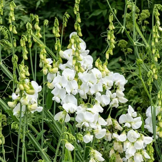 Lednek (Lathyrus)