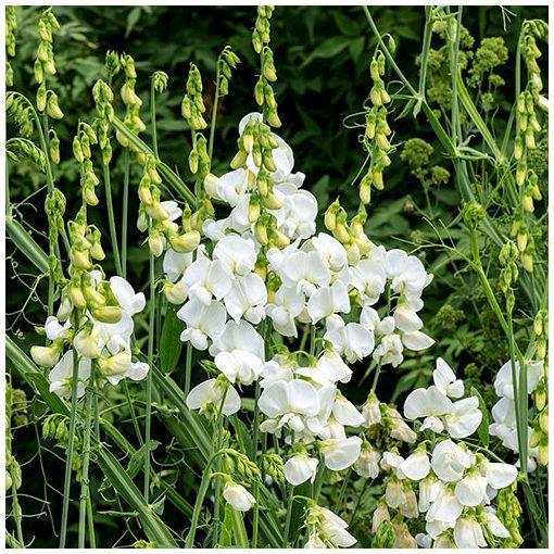 Lathyrus latifolius White Pearl - Nagyvirágú lednek