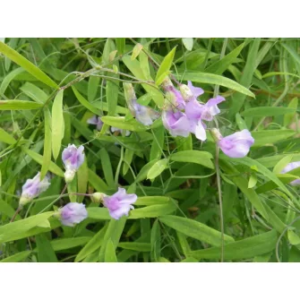 Lednek (Lathyrus)